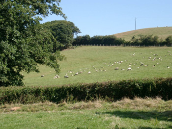 Sheep in Weare Giffard